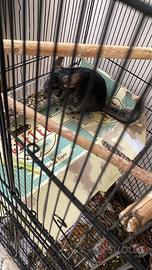 Cucciolo di cincilla' allevato a mano