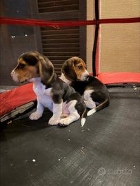 Cuccioli di Beagle