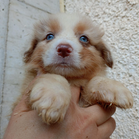 Pastore australiano shepherd con pedigree NBT