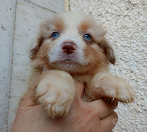 Pastore australiano shepherd con pedigree NBT