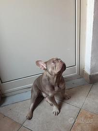 Bulldog per monta