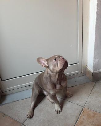 Bulldog per monta