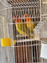 Inseparabili