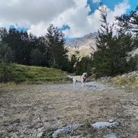 Labrador maschio per monta