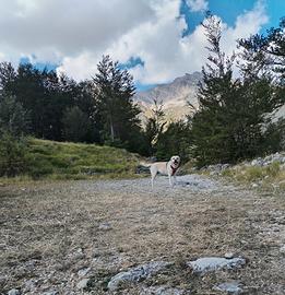 Labrador maschio per monta