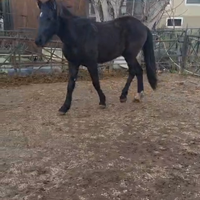 Cavallo tpr per Frosinone