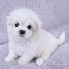 Cucciolo di maltese