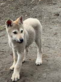 Femmina cane lupo cecoslovacco