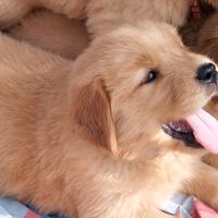 Golden retriever linea americana