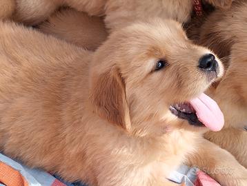 Golden retriever linea americana