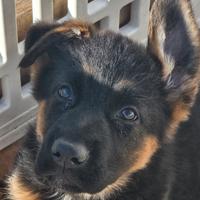 Femminuccia di pastore tedesco disponibile