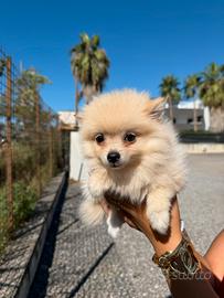 Volpino Spitz toy