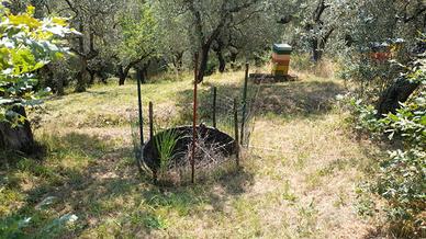 Terreno agricolo a Spicchio di Lamporecchio