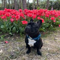 Bulldog francese per monta