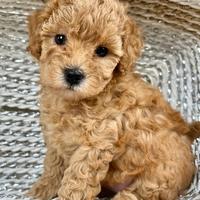 BARBONCINO MEDIO - BARBONCINI NANI E MEDI cuccioli