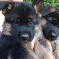 Cuccioli pastore tedesco con pedigree