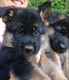Cuccioli pastore tedesco con pedigree