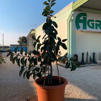 Ficus maestoso in vaso
