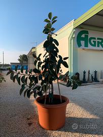 Ficus maestoso in vaso