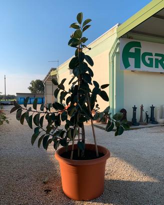Ficus maestoso in vaso