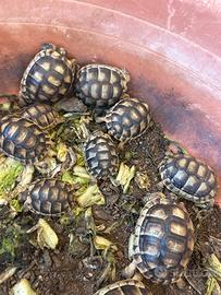 Tartarughe di terra