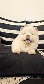 Cuccioli di chow chow