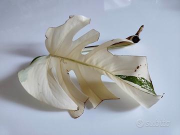 TALEA di Monstera albo variegata E