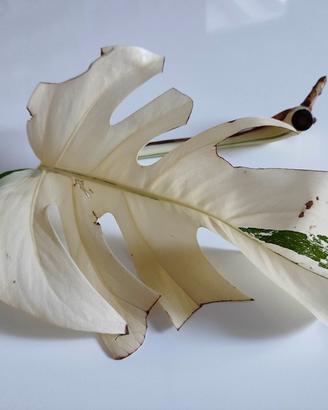 TALEA di Monstera albo variegata E