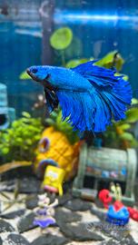 Pesce combattente Betta splendens