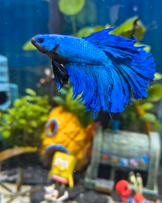 Pesce combattente Betta splendens