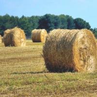 FIENO in rotoballe Biologico