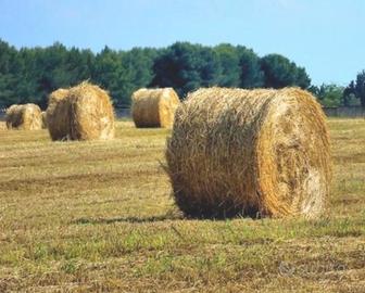FIENO in rotoballe Biologico