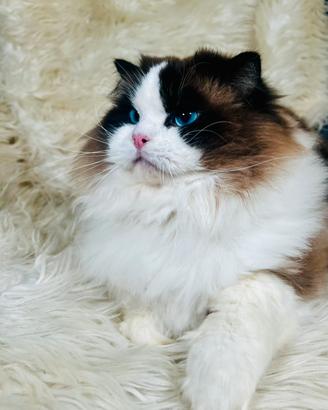 Meraviglioso gatto Ragdoll con pedigree