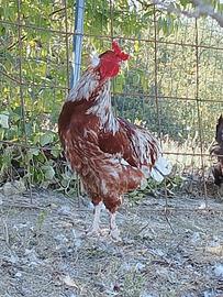 Gallo Olive Egger