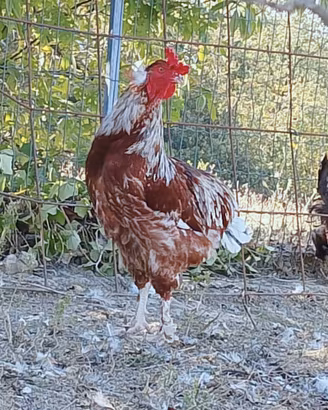 Gallo Olive Egger