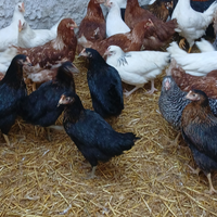 Galline ovaiole colorate