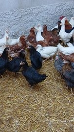 Galline ovaiole colorate