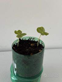 Cotone  -  2 piantine + 1 in germinazione