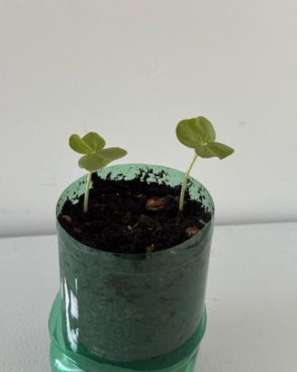 Cotone  -  2 piantine + 1 in germinazione