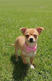 Chihuahua