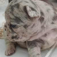 Splendida cucciolata di bulldog francese esotici