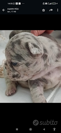 Splendida cucciolata di bulldog francese esotici