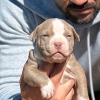 American pitbull terrier