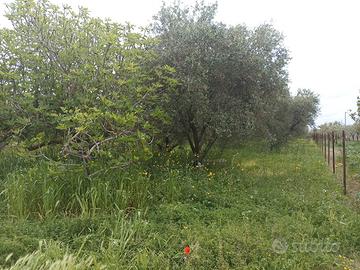Agrumeto agrumeto/uliveto uliveto