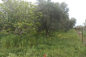 Agrumeto agrumeto/uliveto uliveto