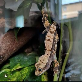 Ciliatus Geco Crestato
