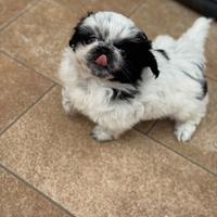 Cuccioli pechinese