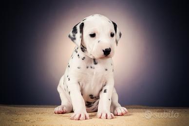 Dalmata con pedigree (cucciola)
