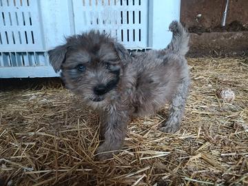 Cucciolo maschio Bergamasco
