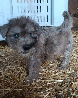 Cucciolo maschio Bergamasco